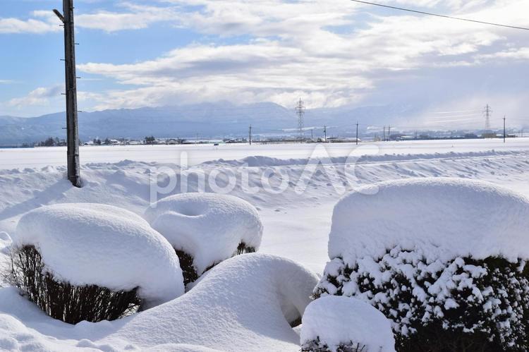 Scenery with snow accretion on trees, acréscimo de neve nas árvores, acúmulo de neve, árvores com acúmulo de neve, JPG