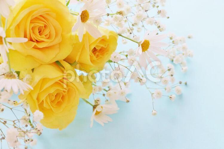 Yellow rose, flor, rose, dia dos pais, JPG