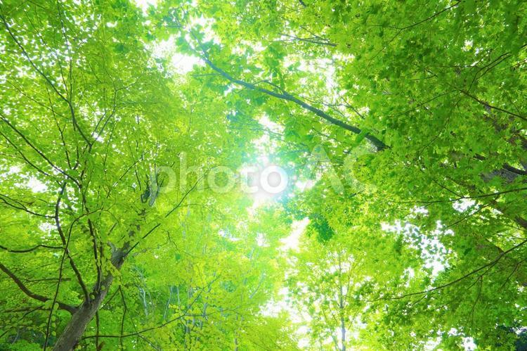Fresh green sunbeams background texture wallpaper, verão, verdura, komorebi, JPG