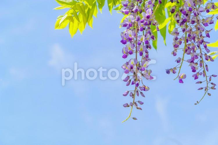 A refreshing background of wisteria flowers and blue sky swaying in the spring breeze, wisteria, videira, flor, JPG