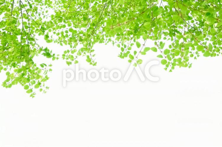 Fresh green sunbeams frame background, verdura fresca, komorebi, verdura, JPG