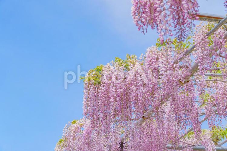 Pink wisteria flowers and blue sky, wisteria, videira, flor, JPG