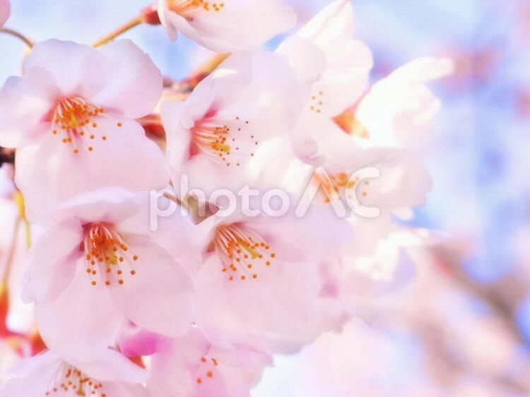 Flores de cerejeira, árvore de cereja, flor de cerejeira, primavera, JPG