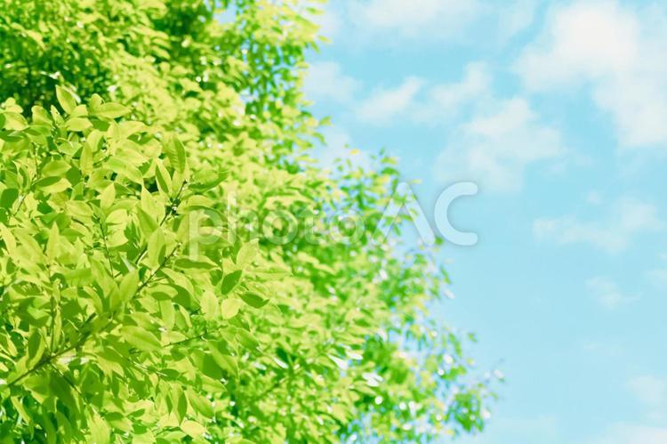 Fresh green sunbeams and blue sky, verdura fresca, komorebi, verdura, JPG