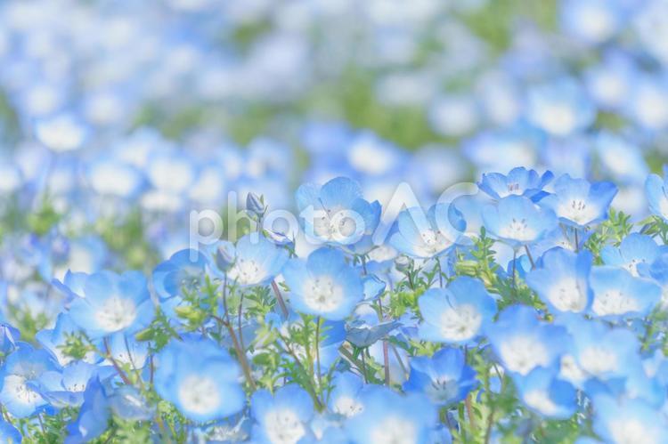 Nemophila flower field, nemophila, primavera, flor, JPG