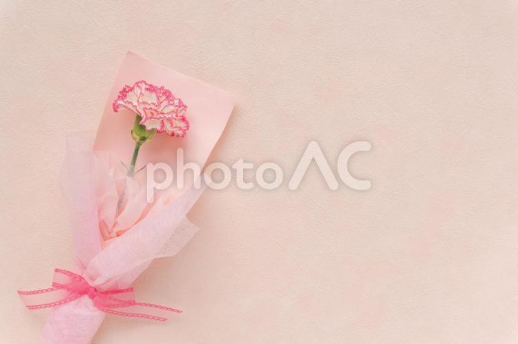 Pink background with pink and white carnations, dia das mães, cravo, flor, JPG