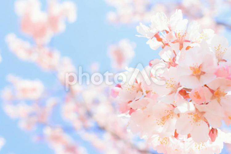 Cherry blossoms in full bloom and blue sky, árvore de cereja, sakura, cherry blossoms, JPG