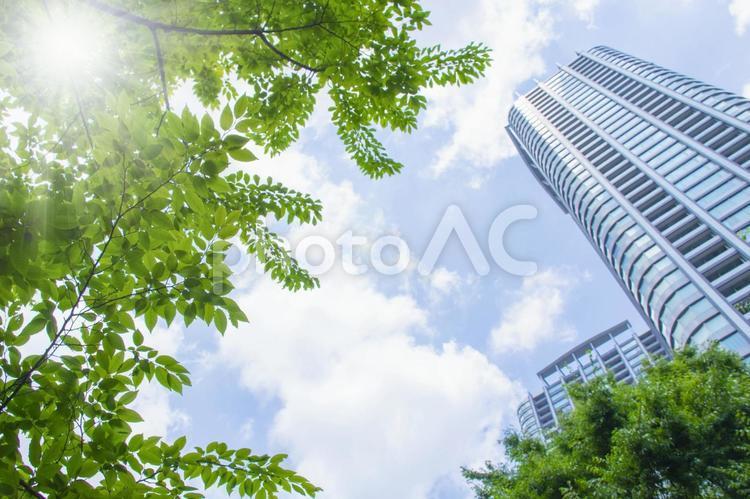 Sunbeams and skyscrapers, komorebi, high-rise, negócio, JPG